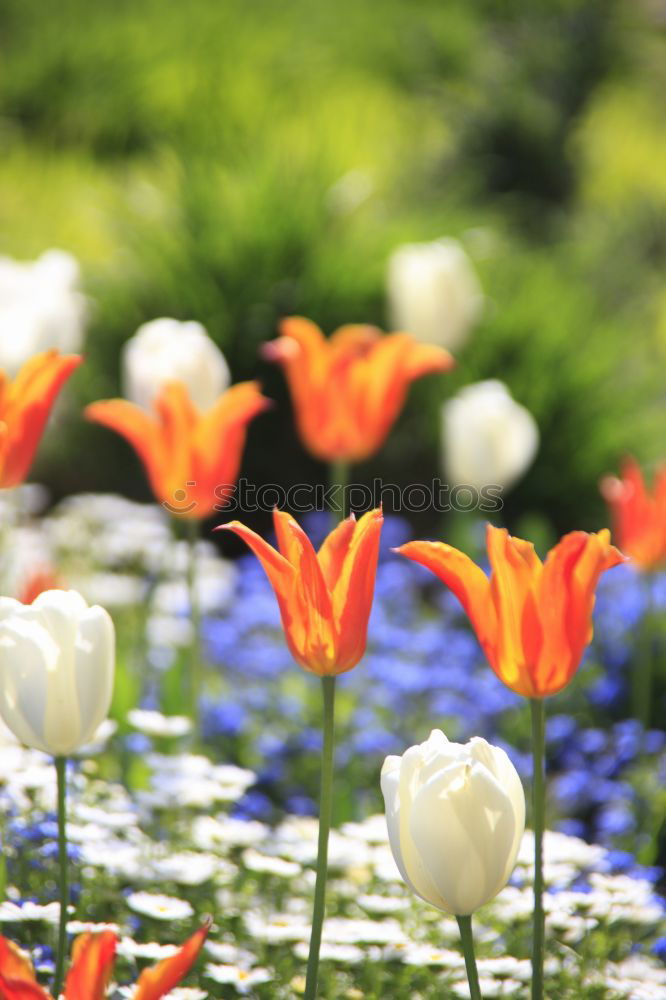 Similar – Image, Stock Photo poppy field Poppy Field