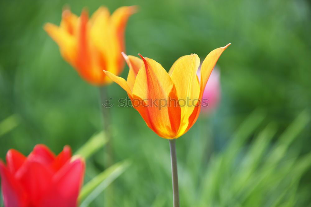 Similar – Image, Stock Photo fire tulip Summer Sun