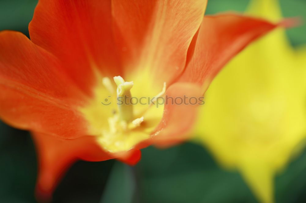 Similar – Foto Bild Tulpenblüten orange-rot