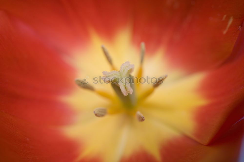 Similar – lily Plant Summer Flower