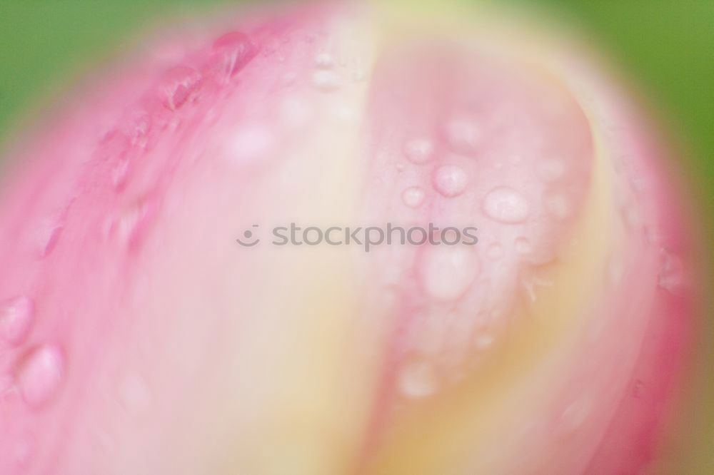 Similar – Flowers Bouquet Of Spring Wet Tulips On Table