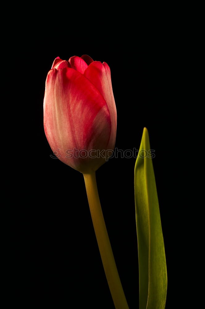 Similar – Image, Stock Photo He’s still asleep. Poppy