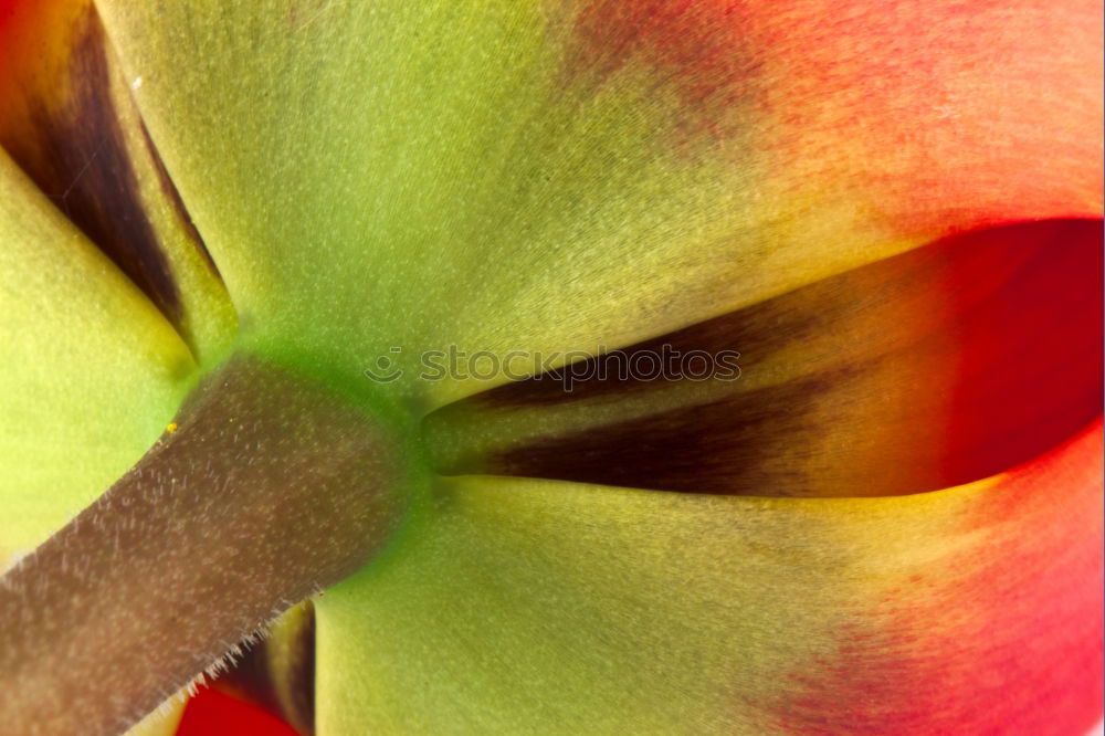 Similar – Tulpe Blüte Blume rot rosa