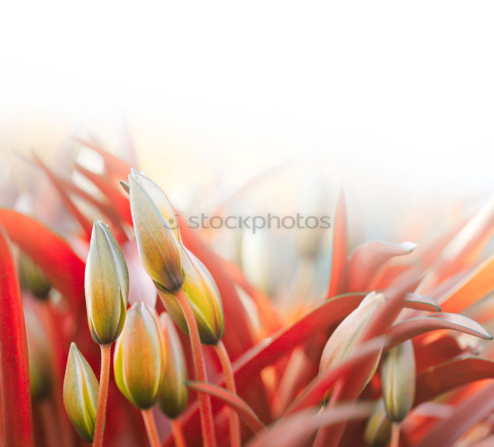 Similar – Flowers Bouquet Of Spring Wet Tulips On Table