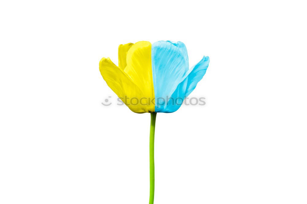 Similar – Image, Stock Photo Tulip power 3 Classical