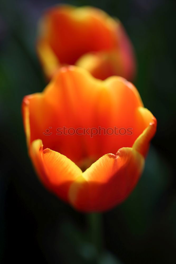 Similar – Image, Stock Photo Red Tulip Nature Plant