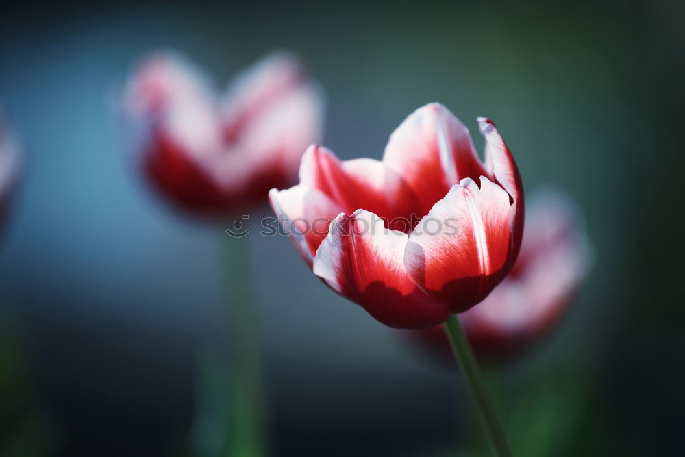 Similar – Tulips in sunlight tulips