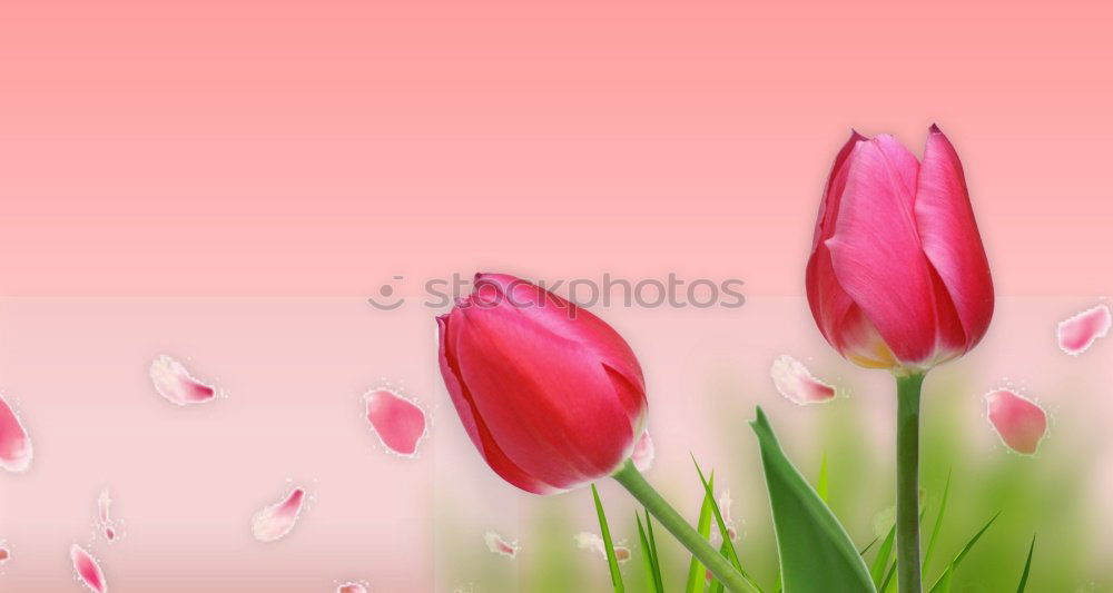 Similar – Image, Stock Photo PINKe times Flower Tulip