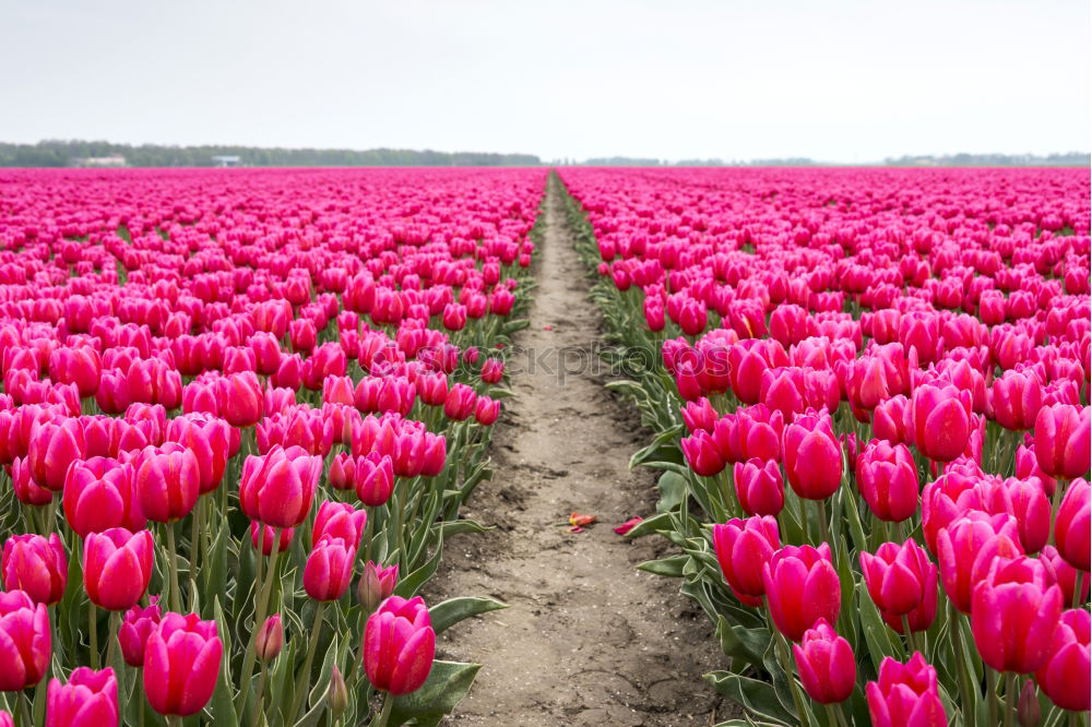 Similar – Image, Stock Photo tulip field Plant Spring