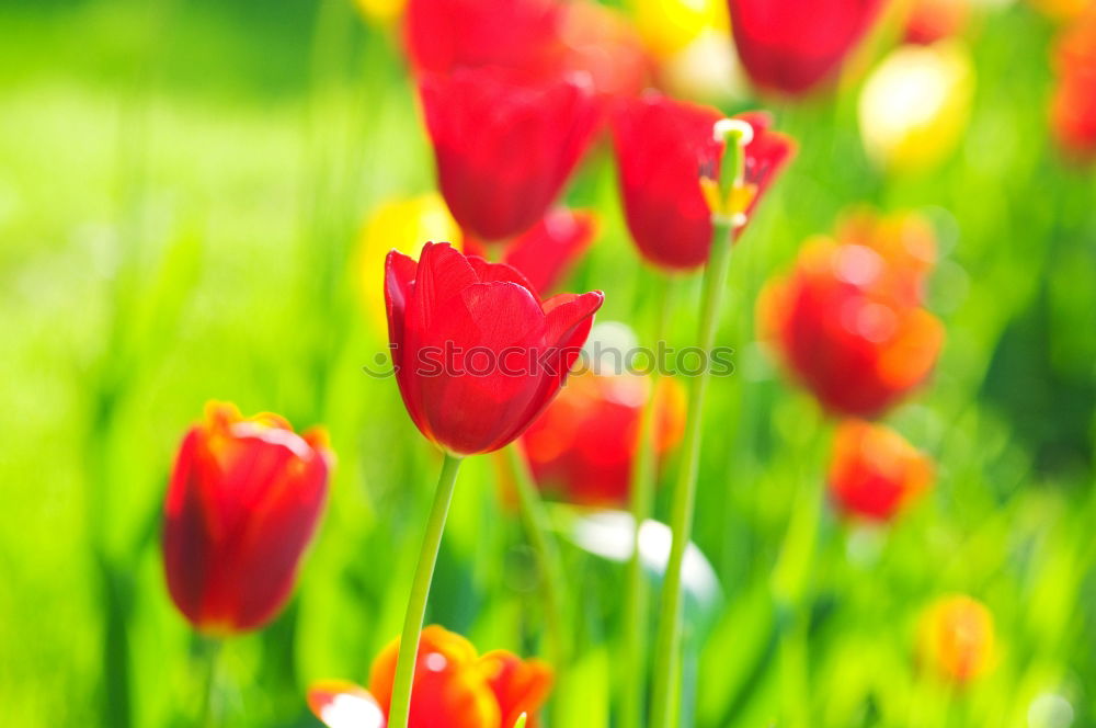 Similar – Image, Stock Photo spring greetings Nature