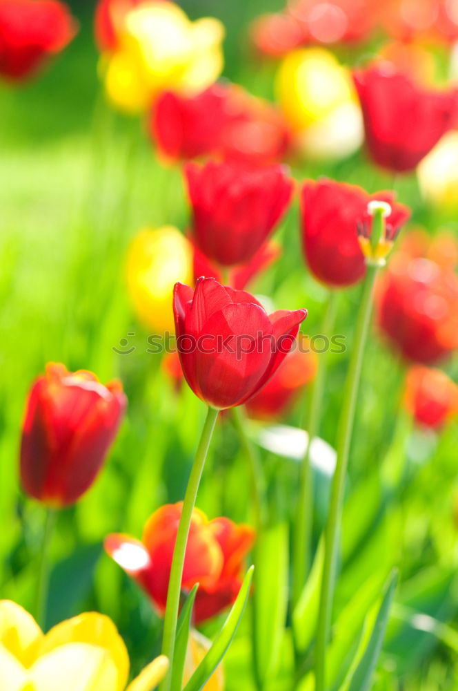 Similar – Image, Stock Photo spring greetings Nature