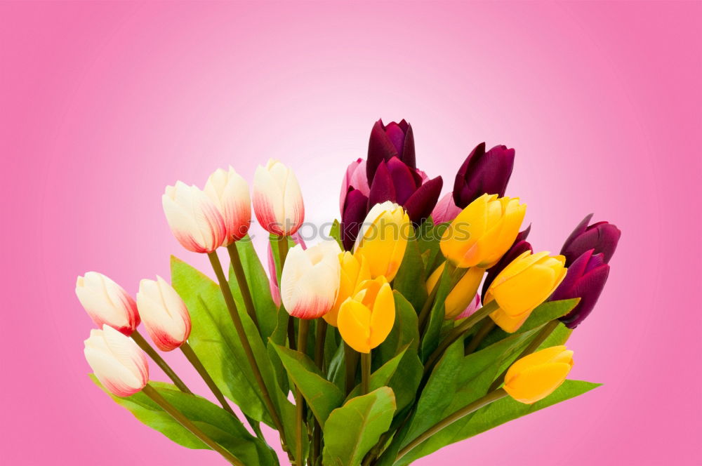 Similar – Image, Stock Photo A measure of flowers