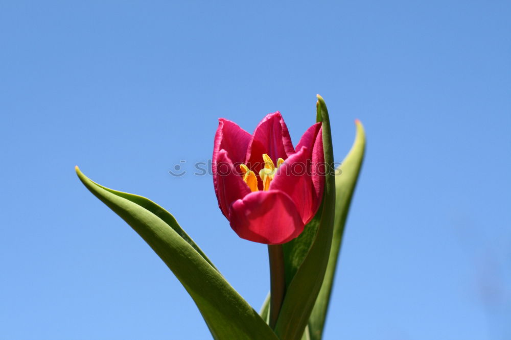 Similar – Poppy blossom in development