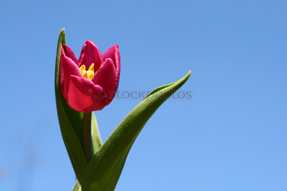 Similar – Poppy blossom in development