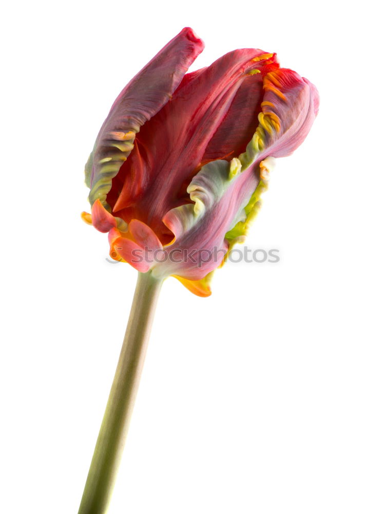 Similar – Macro of a dark red lily