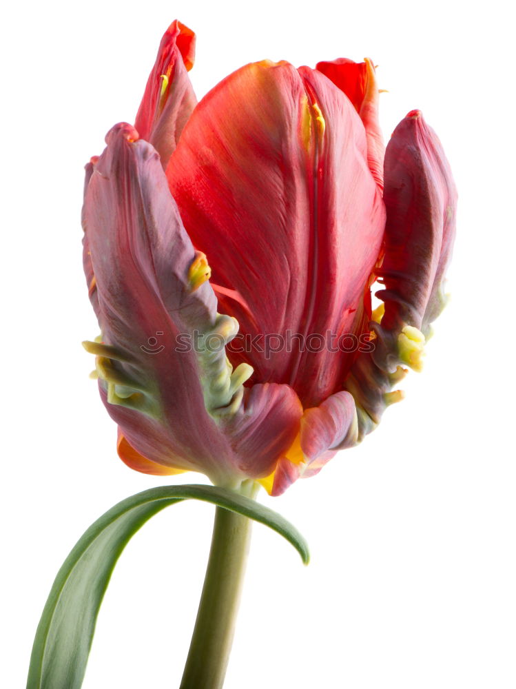 Similar – Image, Stock Photo lampshade Tulip Flower