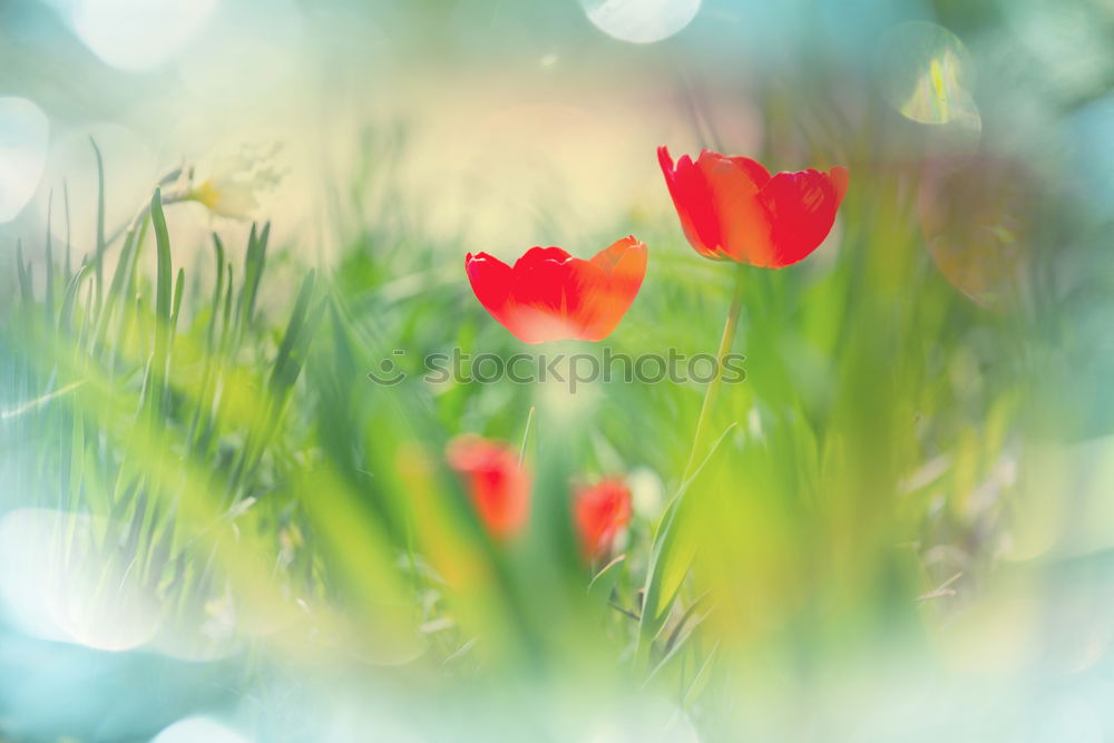 Similar – red poppy Relaxation Calm