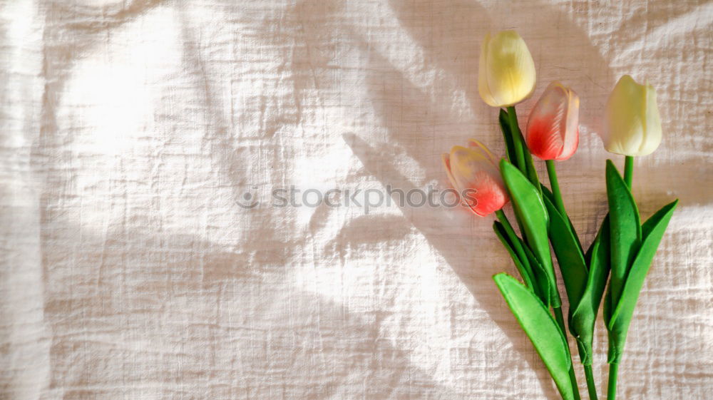 Similar – TulipsStill Blossoming