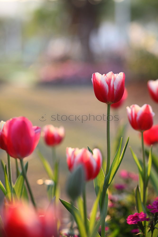 Similar – Image, Stock Photo tulips Flower Tulip