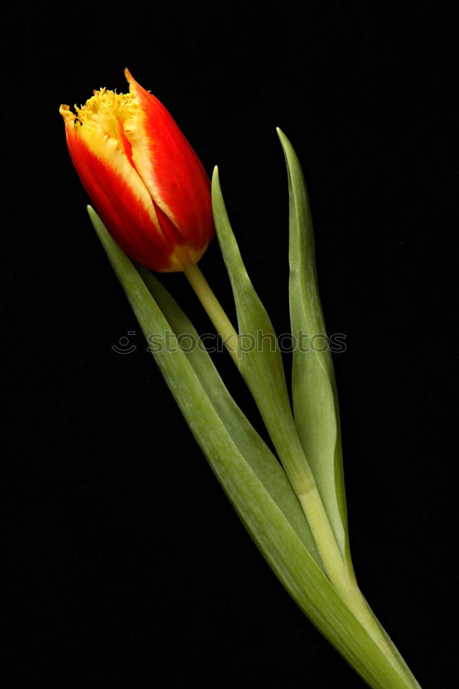 Similar – lily-shaped tulip Nature