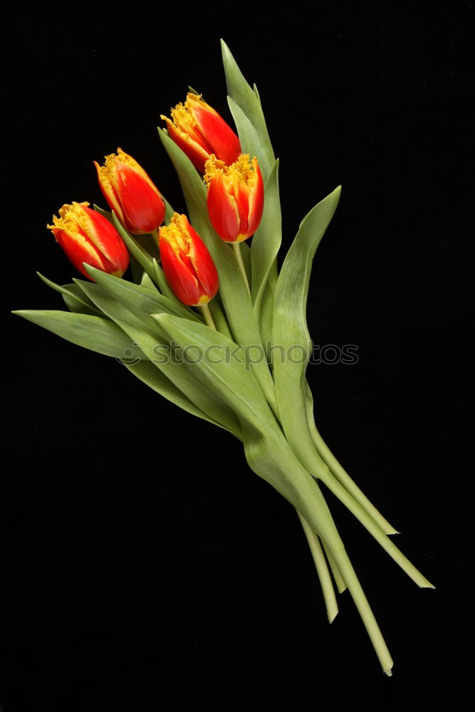 Similar – Image, Stock Photo Red Tulip Nature Plant
