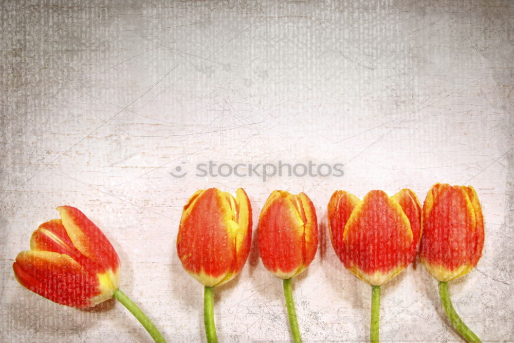 Similar – Red And Orange Tulips Flowers