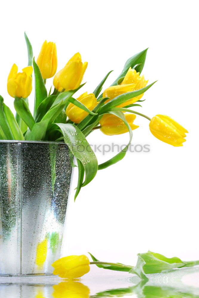 Similar – Image, Stock Photo Spring flowers in a flower pot