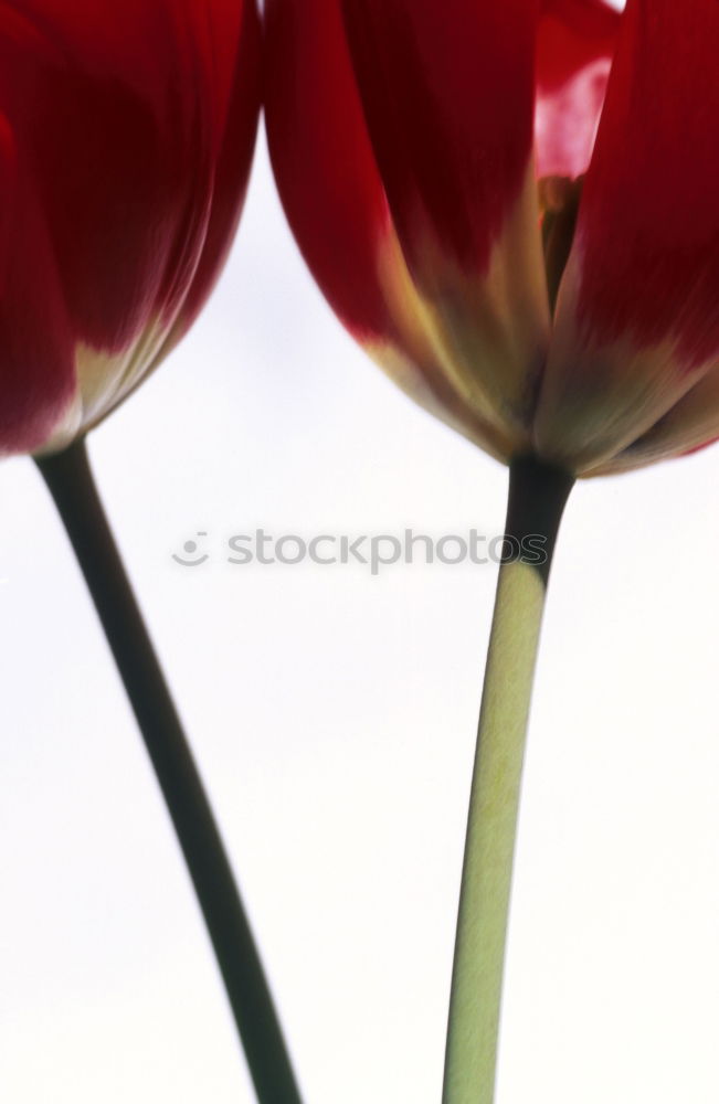 Similar – Image, Stock Photo pssssst… Red White
