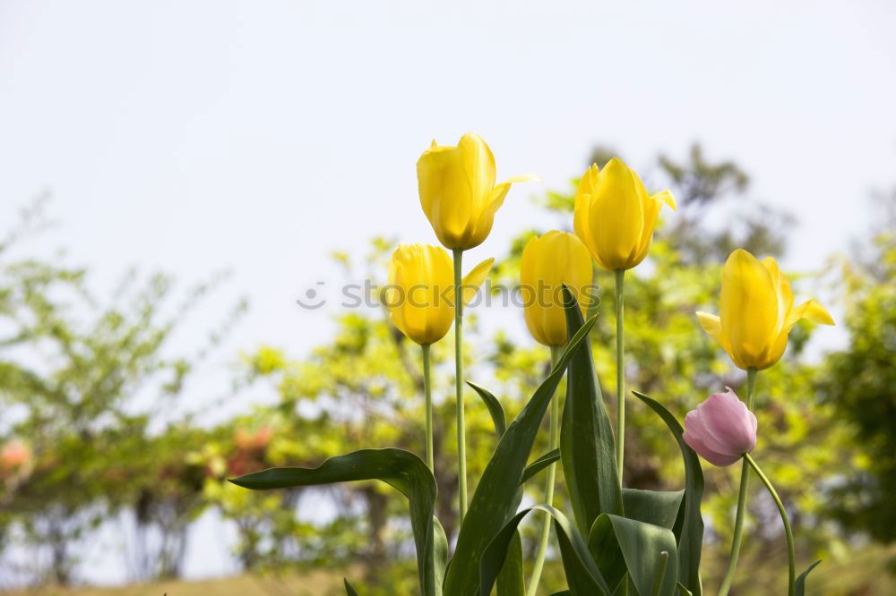 Similar – Image, Stock Photo Happy Easter Nature Sky