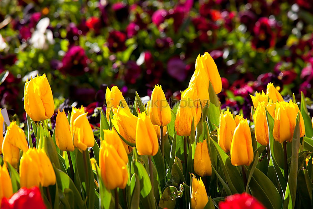 Similar – tulip garden