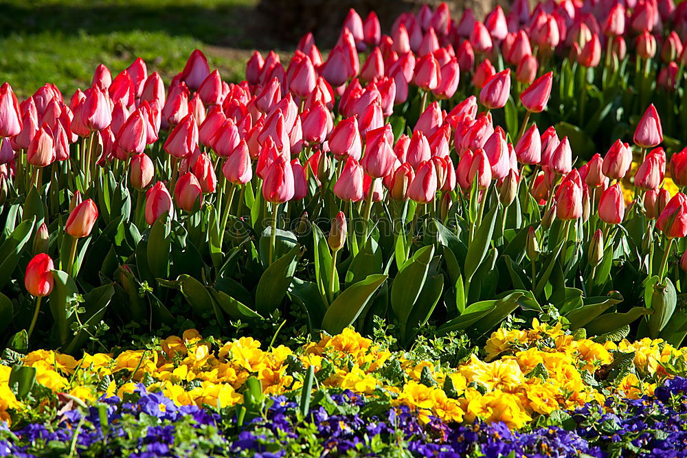 Similar – tulip garden