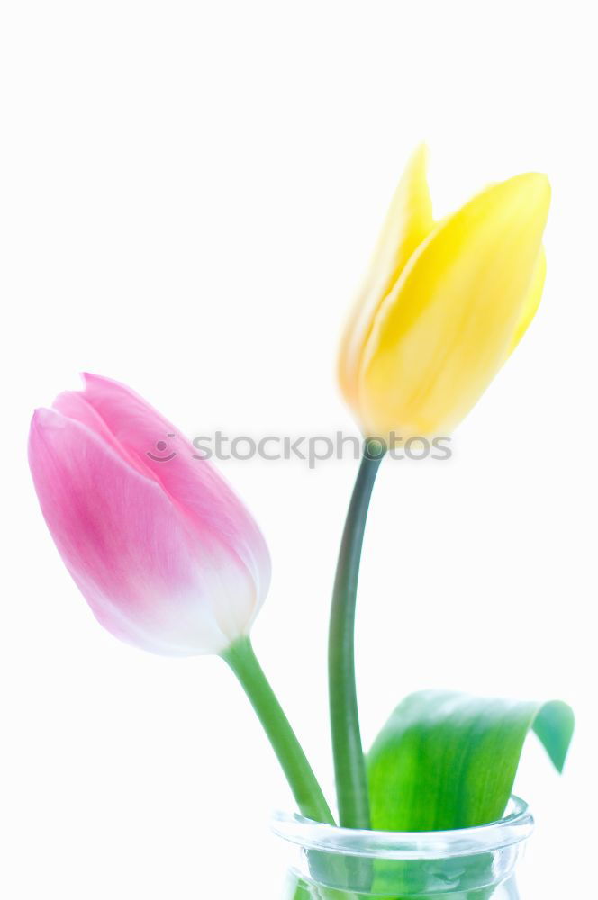 Similar – Image, Stock Photo Pink tulip in small vase on blue