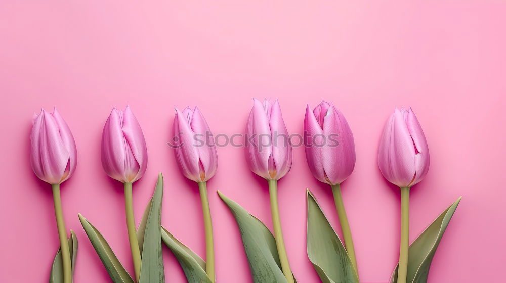 Similar – Two tulips on pink