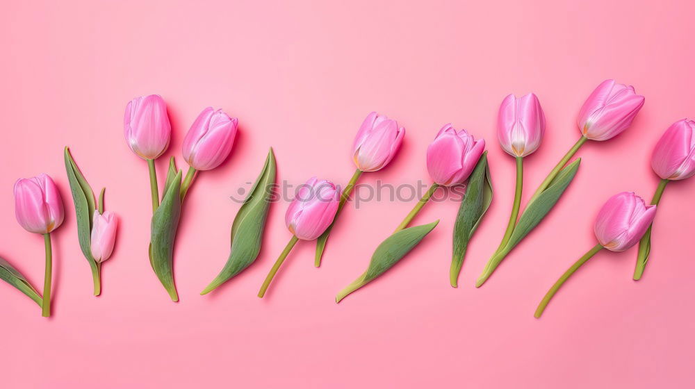 Similar – Image, Stock Photo Beautiful tulips on pink paper, top view