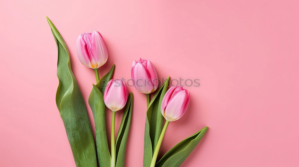 Similar – Image, Stock Photo Beautiful tulips on pink paper, top view