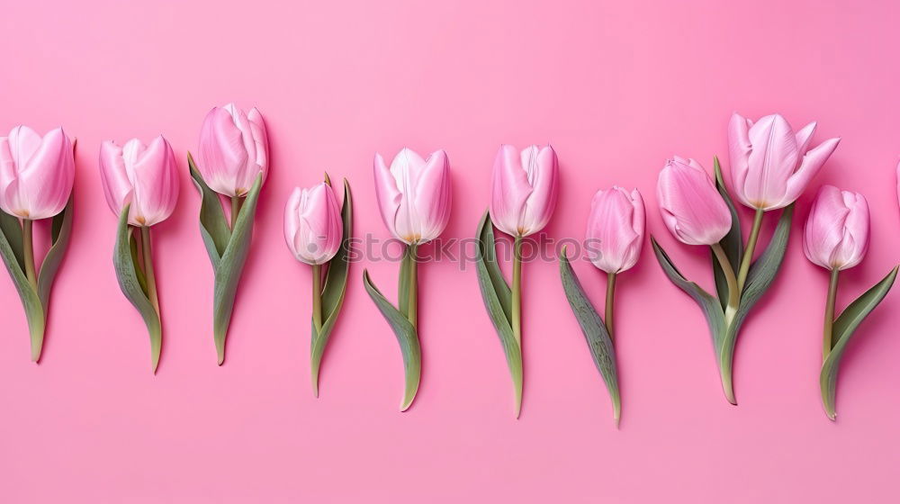 Similar – Image, Stock Photo Beautiful tulips on pink paper, top view