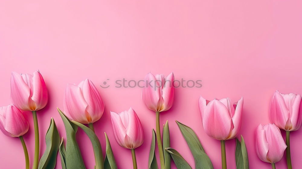 Similar – Image, Stock Photo Beautiful tulips on pink paper, top view