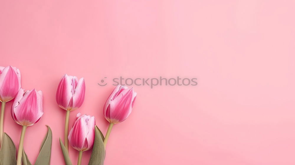 Similar – Image, Stock Photo Beautiful tulips on pink paper, top view