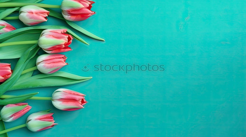 Similar – Wet Pink Tulip Flowers In Vase