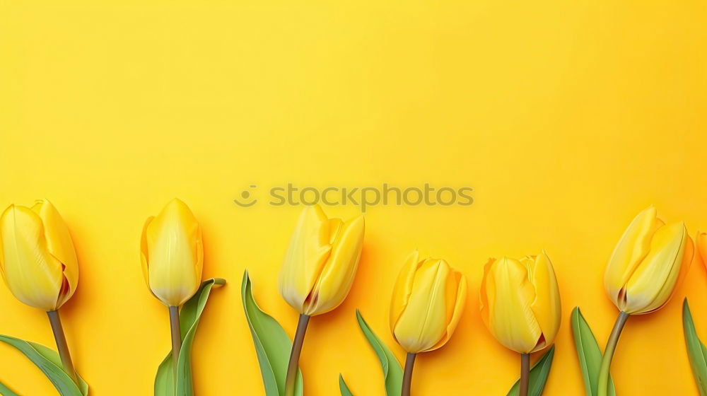 Similar – Spring flowers on a yellow surface