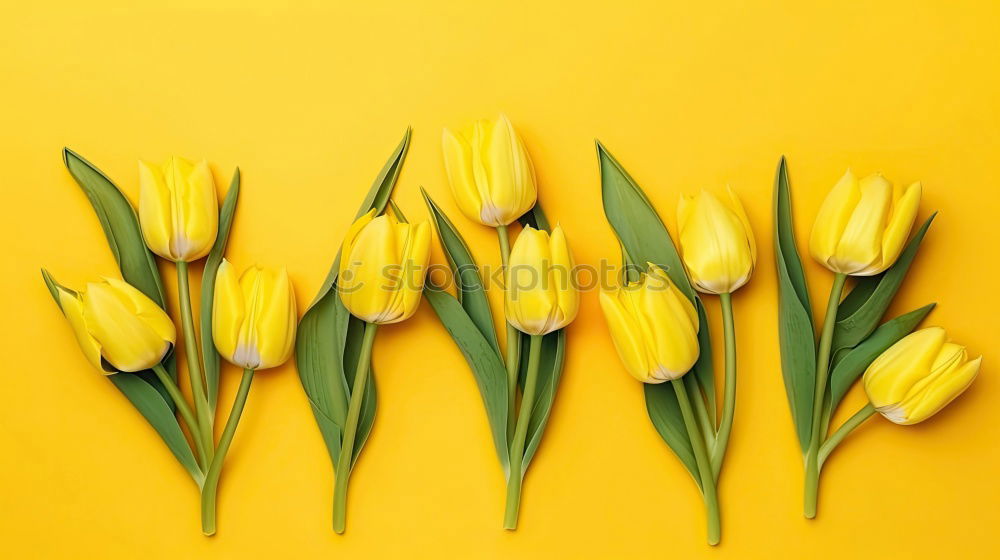 Similar – Yellow background with blue flowers