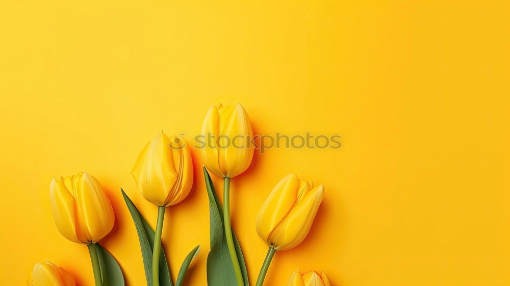 Similar – Spring flowers on a yellow surface