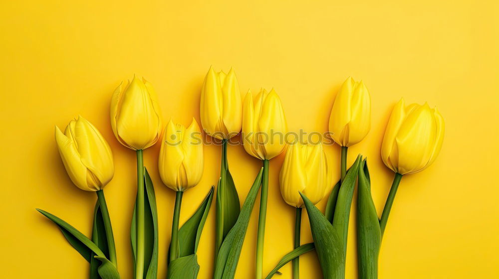 Similar – Yellow background with blue flowers