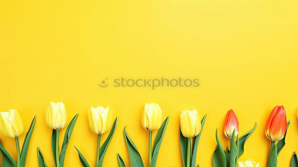 Spring flowers on a yellow surface