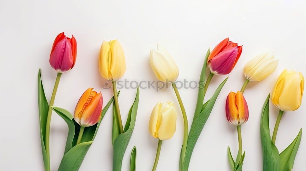 Similar – Image, Stock Photo Beautiful tulips with water drops