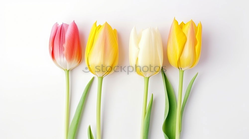 Similar – Image, Stock Photo Beautiful tulips on pink paper, top view