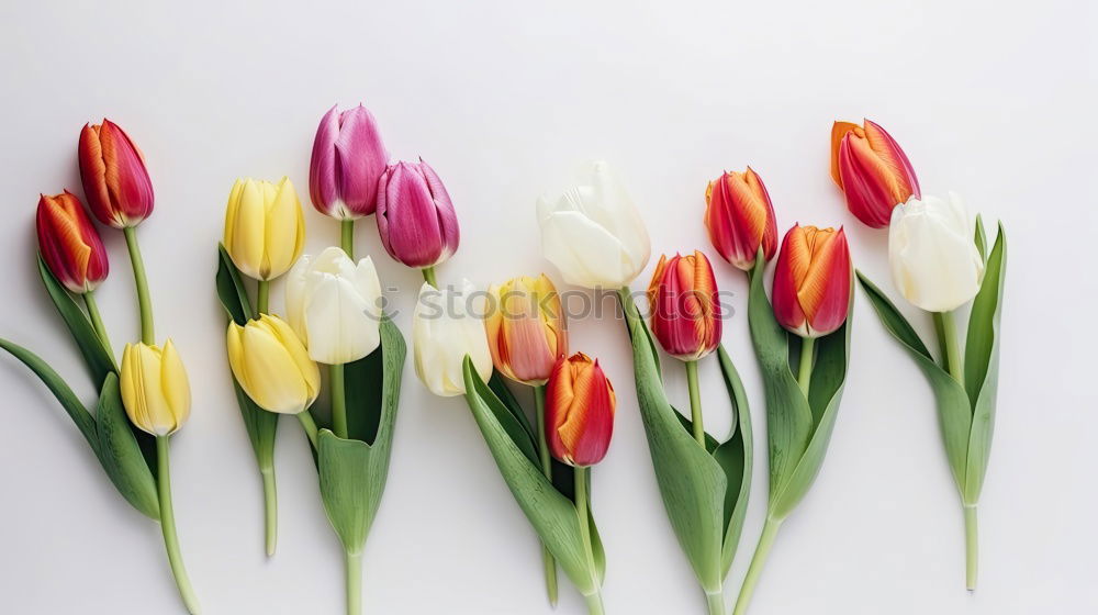 Similar – Beautiful pink white tulips