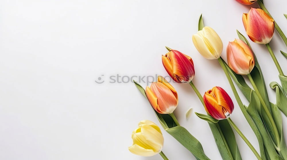 Similar – Image, Stock Photo Tulips Flowers with Water Drops