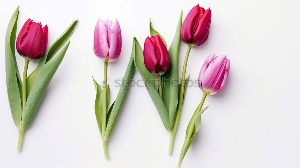 Similar – Beautiful pink white tulips