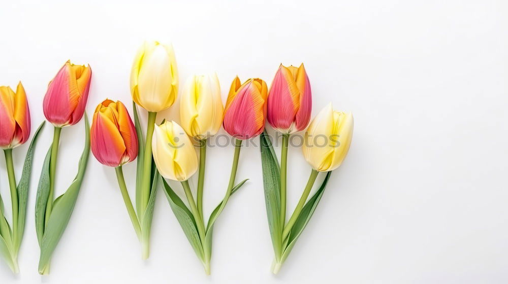 Similar – Image, Stock Photo Beautiful tulips with water drops